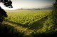 TERRAS do MINHO Vinho Verde 2022 Quinta da Lixa