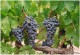 MAS CODINA Vino Rosat Bio 2021 DO Penedes