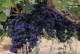 TENUTA TRE GEMME Montepulciano d’Abruzzo DOC 2019