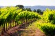 CHATEAU du ROUET LE ROSÉ Vin de Pays de Méditerranée IGP 2022