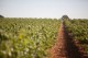 J.FERNANDO Vendimia Seleccionada Verdejo 2023 Rueda DO