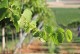 CASALFORTE Vino Spumante Brut Organic