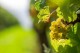 SAINT LANNES Gros Manseng Dry 2024