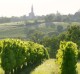 BERTIC0%T Sauvignon Blanc