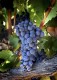 LOPEZ CRISTOBAL La Colorada 2021 Ribera del Duero DO