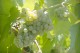 GAMO Branco 2023 Vinho Regional Alentejano