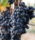 BEAU VALLON Merlot IGP Comte Tolosan